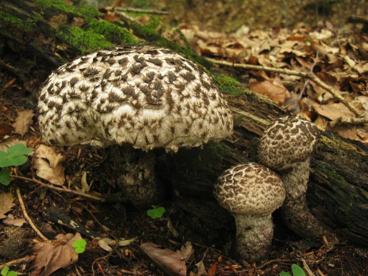 Леший с грибами