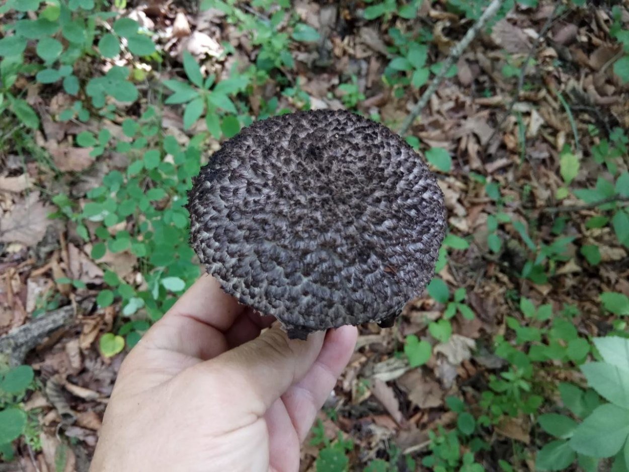 Шишкогриб хлопьеножковый Strobilomyces floccopus