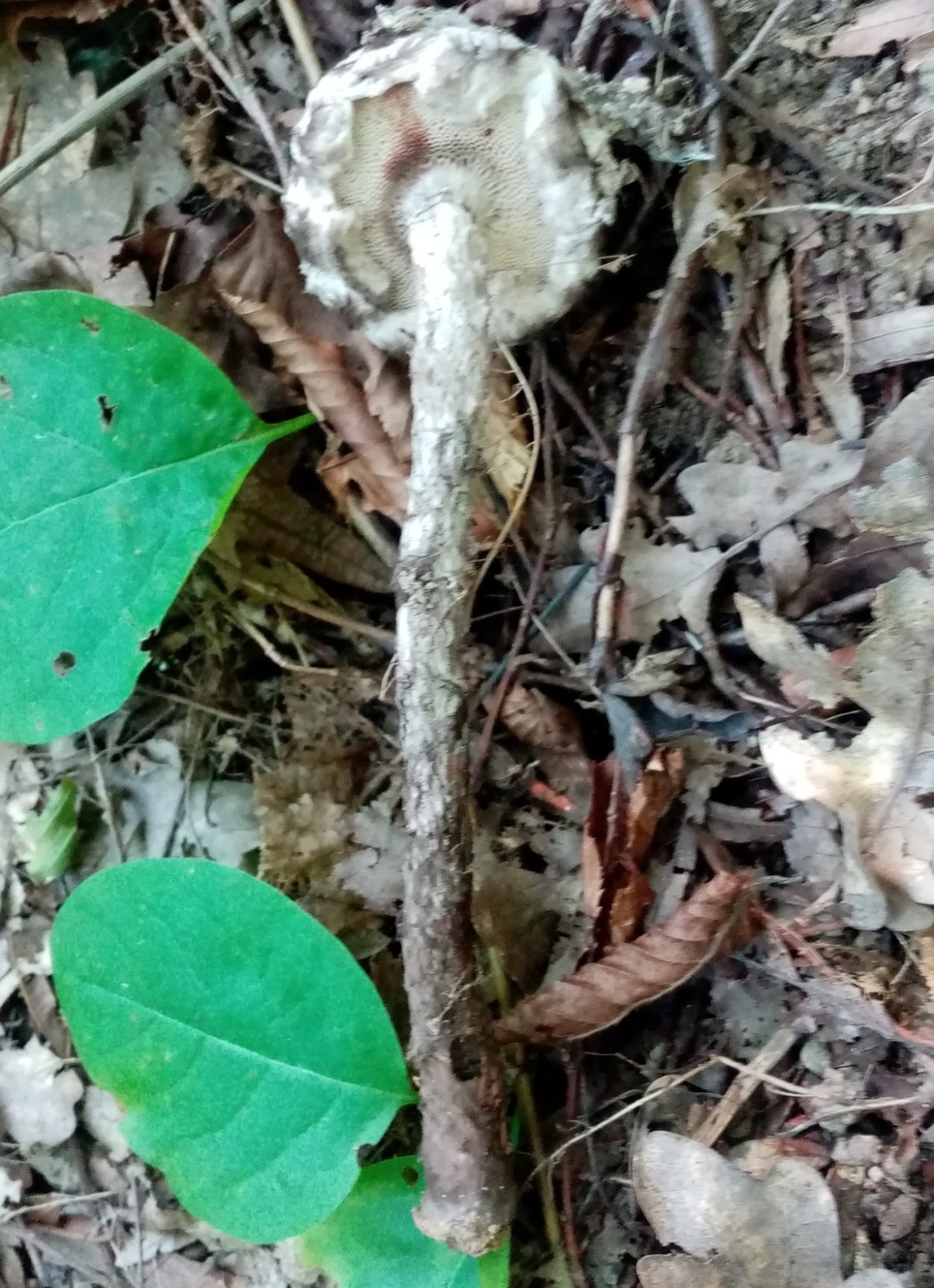 Strobilomyces strobilaceus