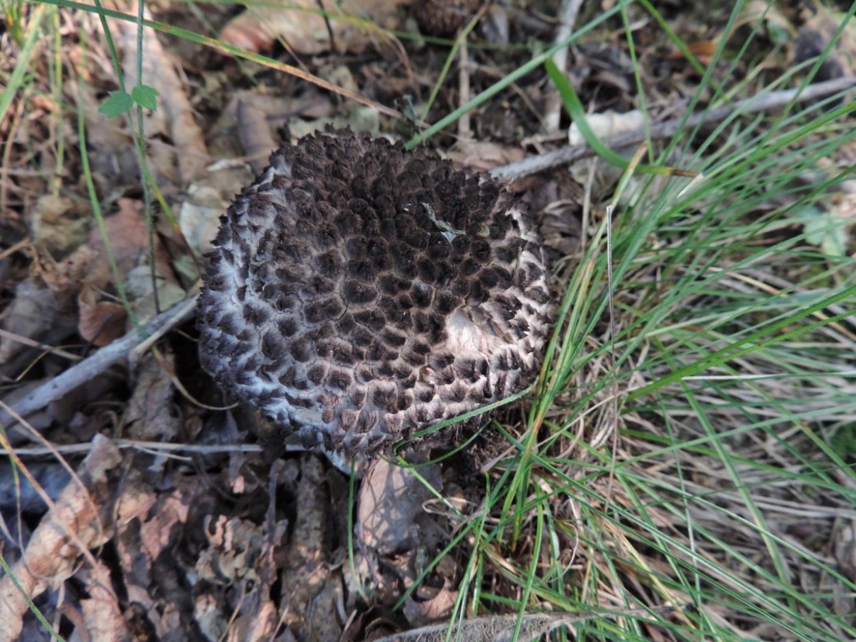 Ежовик гребенчатый Hericium Erinaceus