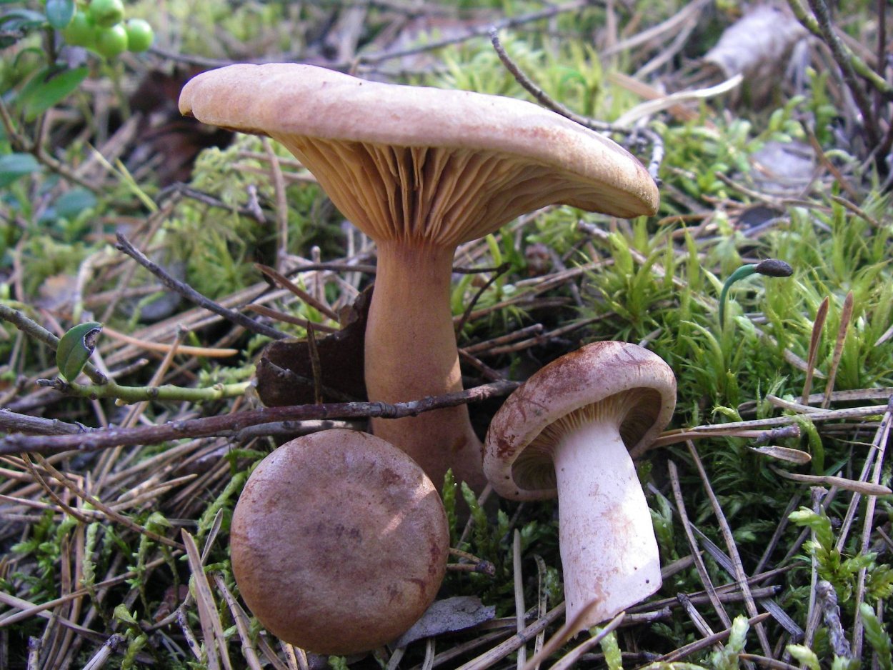 Грибы ст. Саратовская