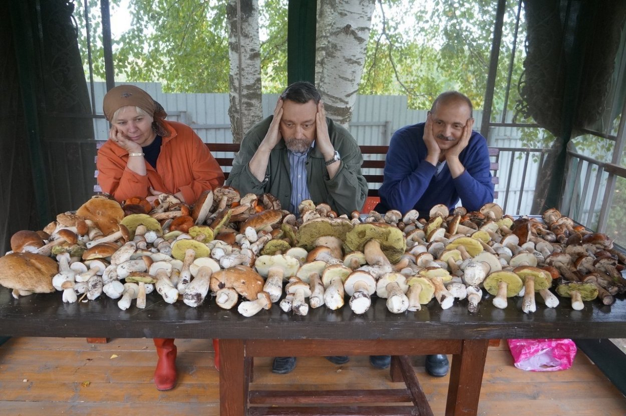 Грибная ферма псилоцибы