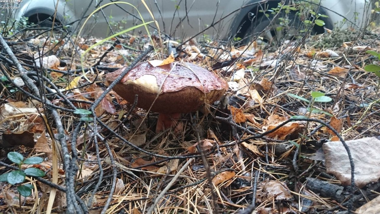 Много грибов
