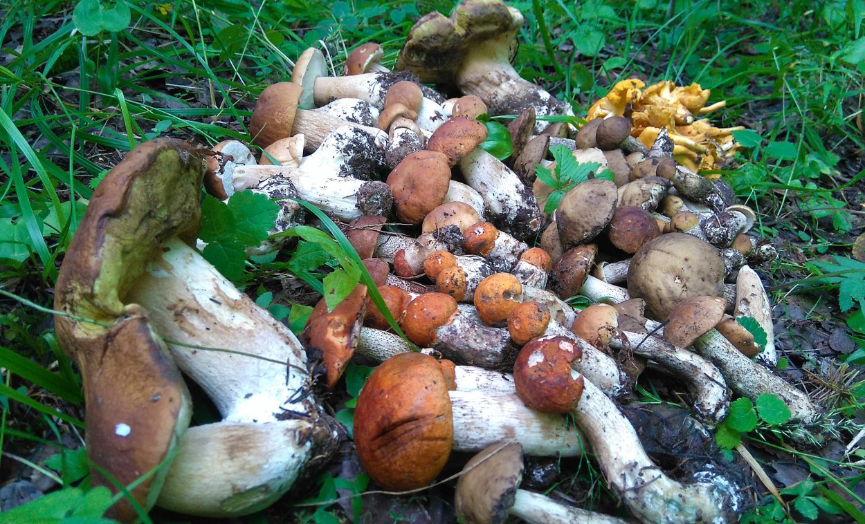 Консервированные грибы