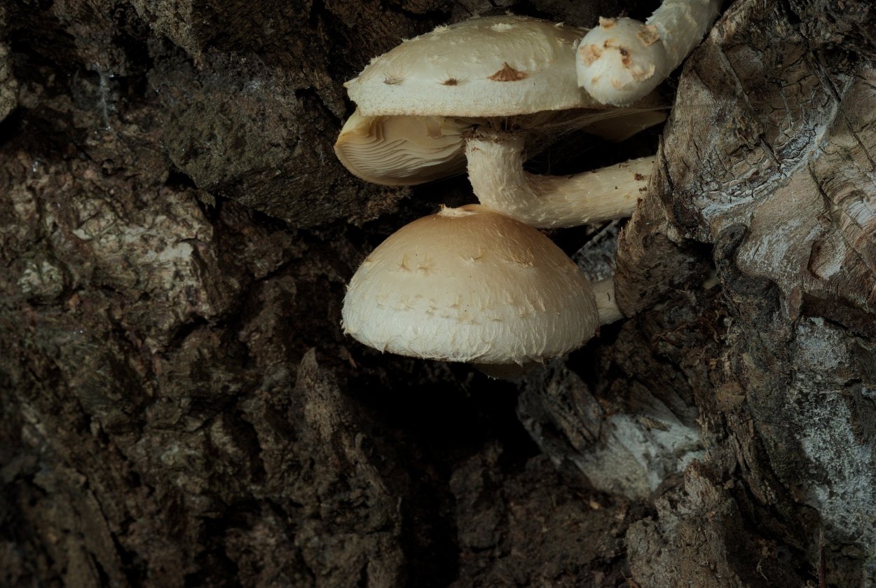 Чешуйчатка разрушающая Pholiota destruens