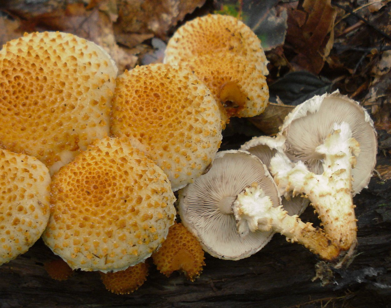 Лепиота древесинная Lepiota lignicola