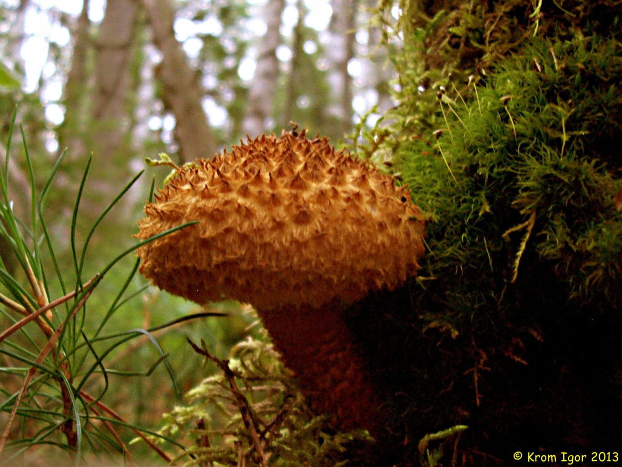 Лепиота древесинная Lepiota lignicola