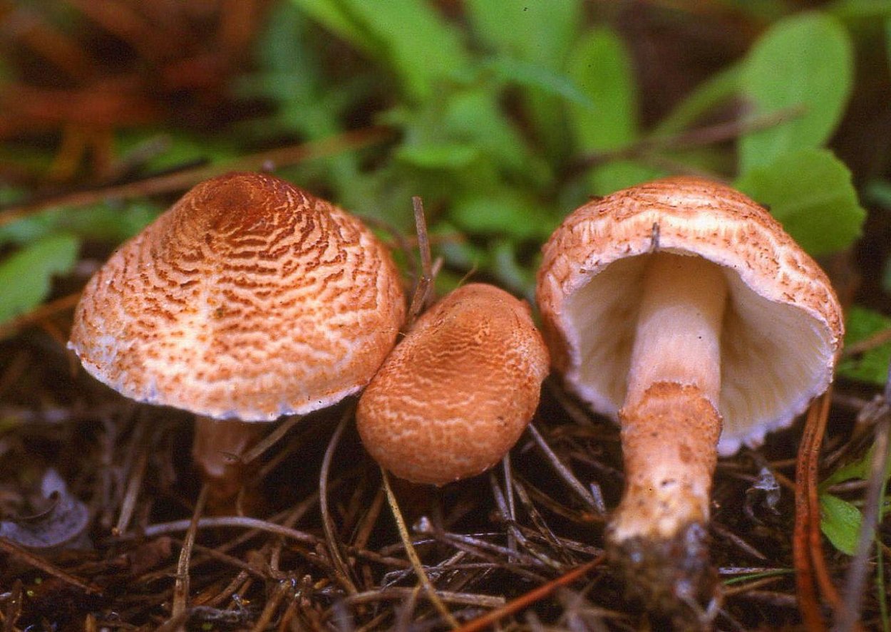 Мокрица Porcellionides pruinosus