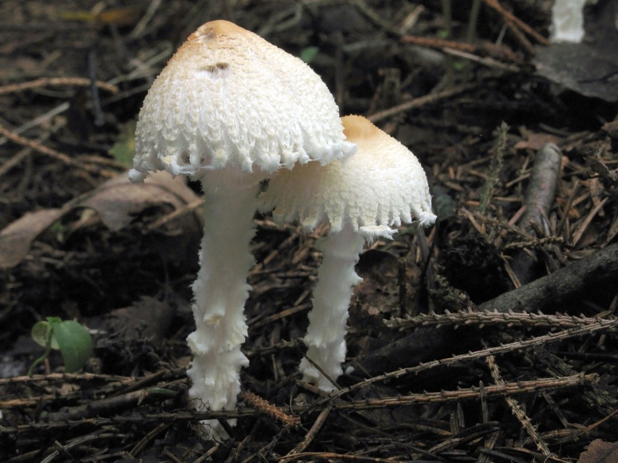Лепиота щитковая (Lepiota clypeolaria)