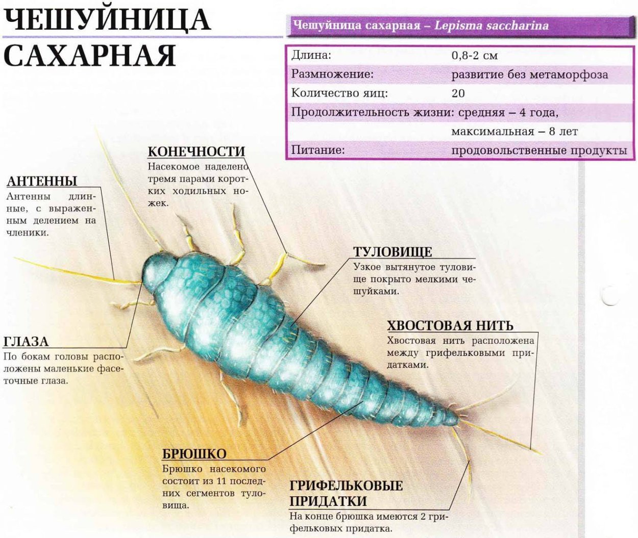 Лепиота молодой гриб