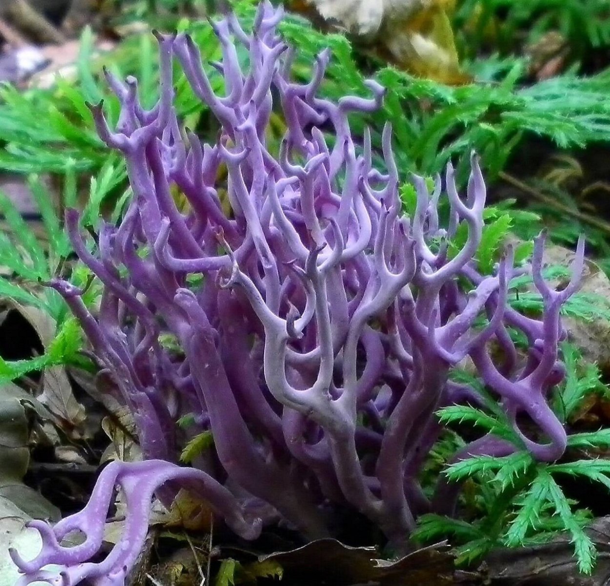 Elaeomyxa Cerifera