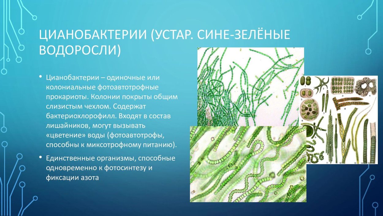 Цикл развития красных водорослей схема