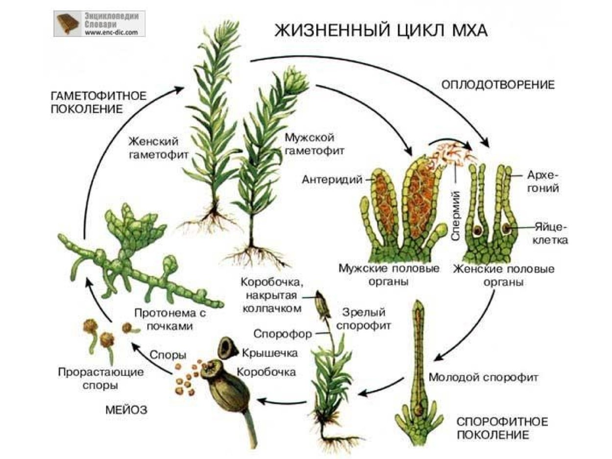 Бол Аксенский мох