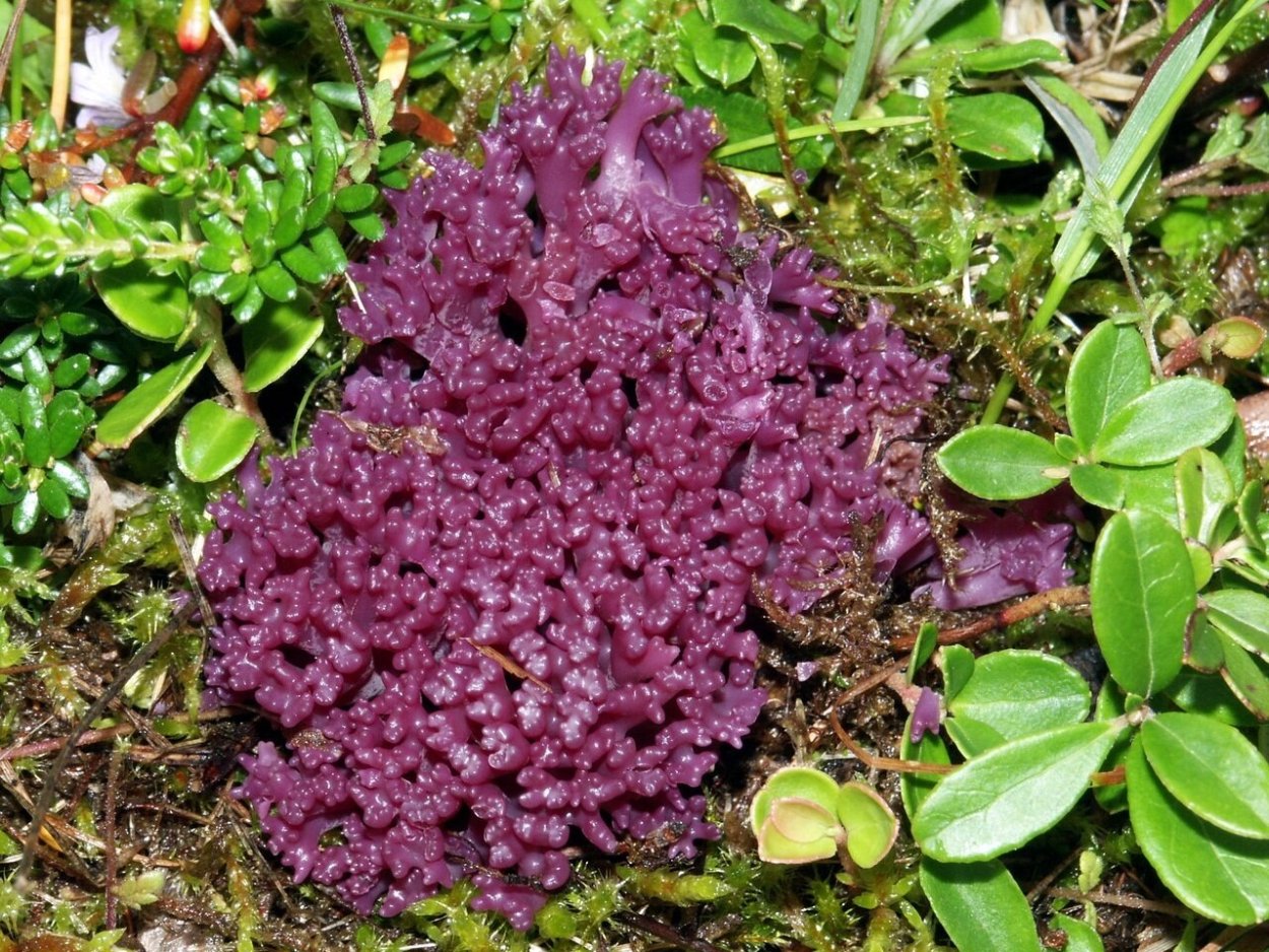 Physarum polycephalum Лабиринт