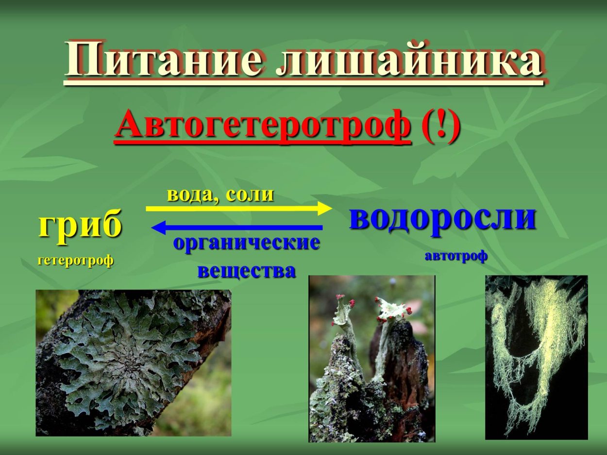 Летария Волчья