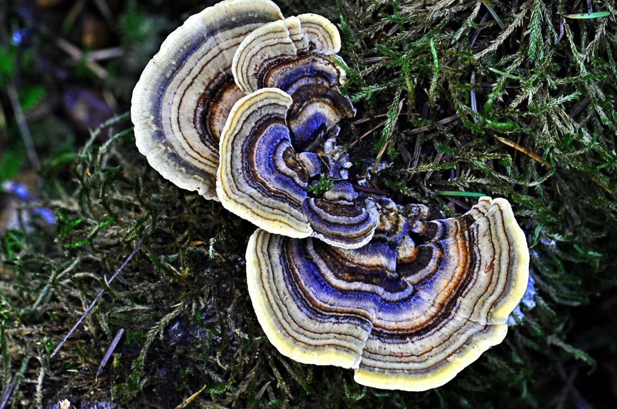 Траметес разноцветный (trametes versicolor)