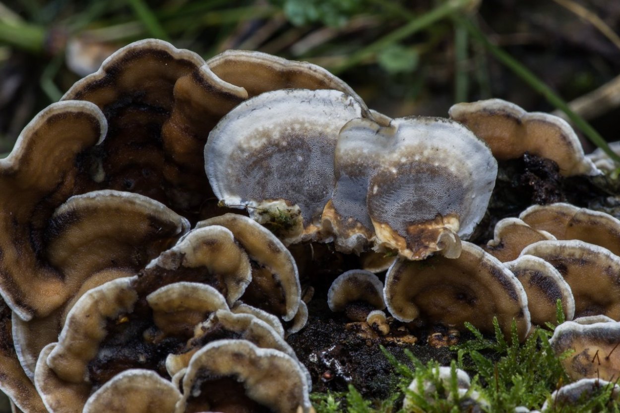 Mushroom Turkey Tail isolated
