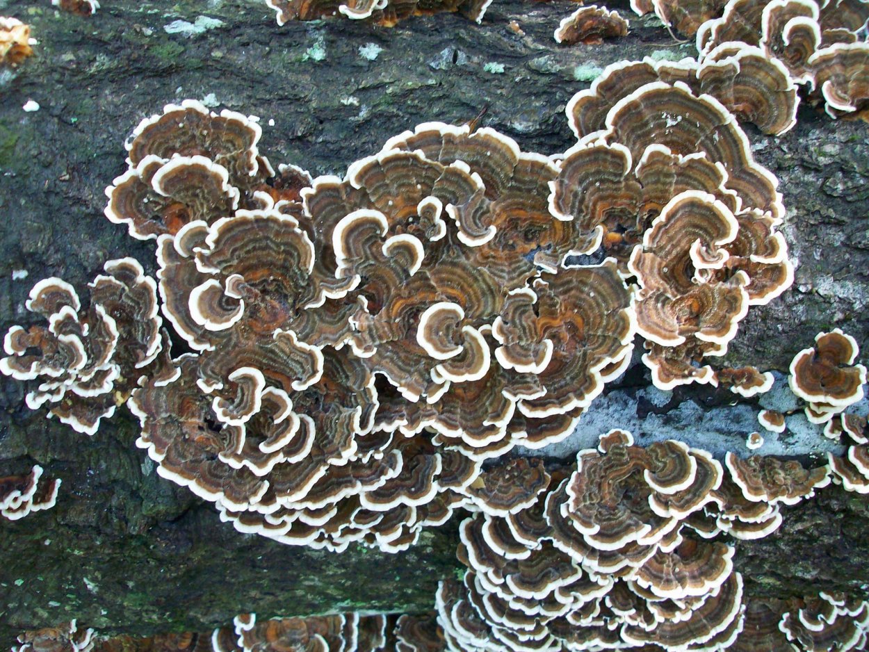 Trametes versicolor трутовик разноцветный