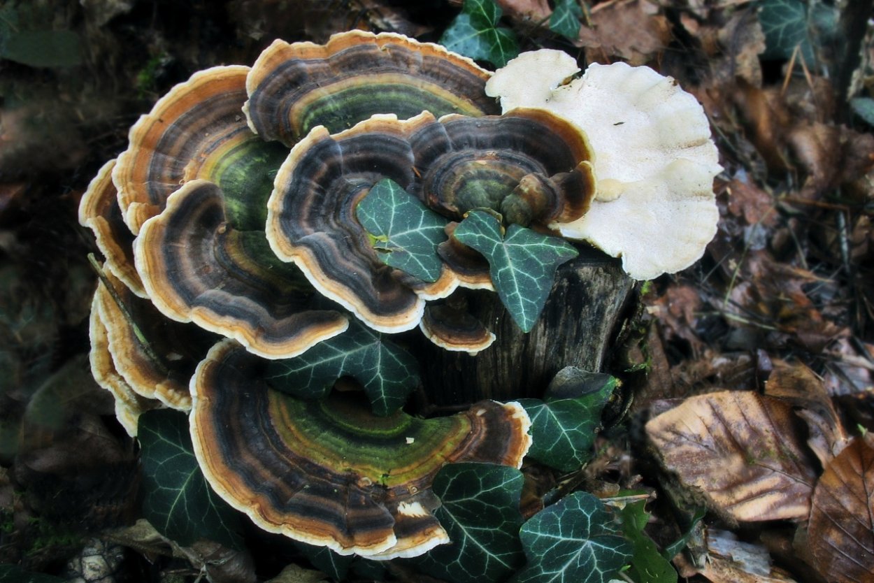 Трутовик Траметес разноцветный TRAMETIC vercicolor