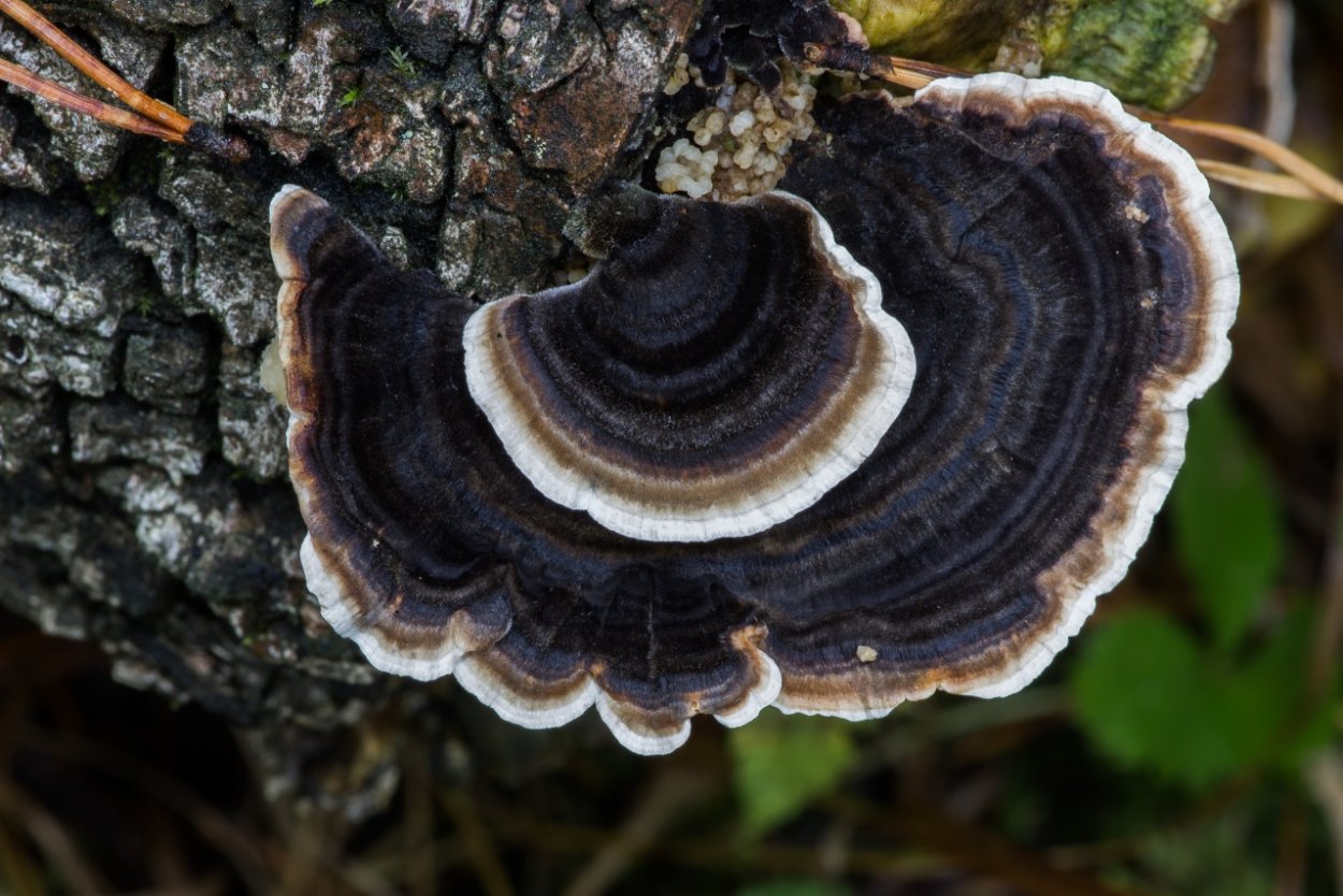 Трамета (trametes) разноцветная (versicolor)Turkey Tail
