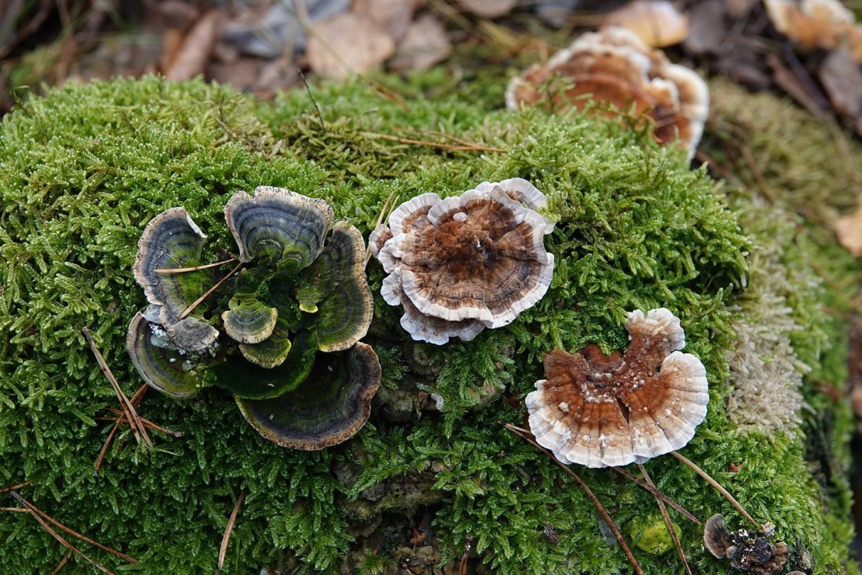 Trametes versicolor
