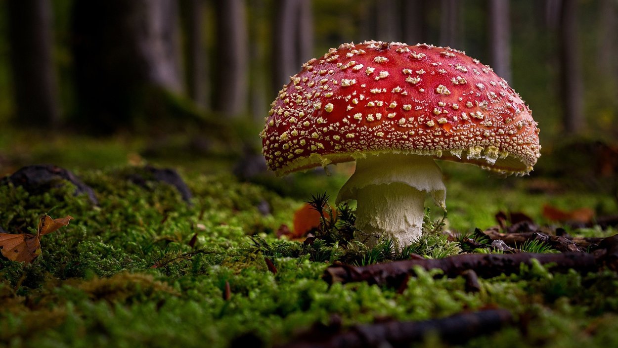 Гриб Amanita Jackson