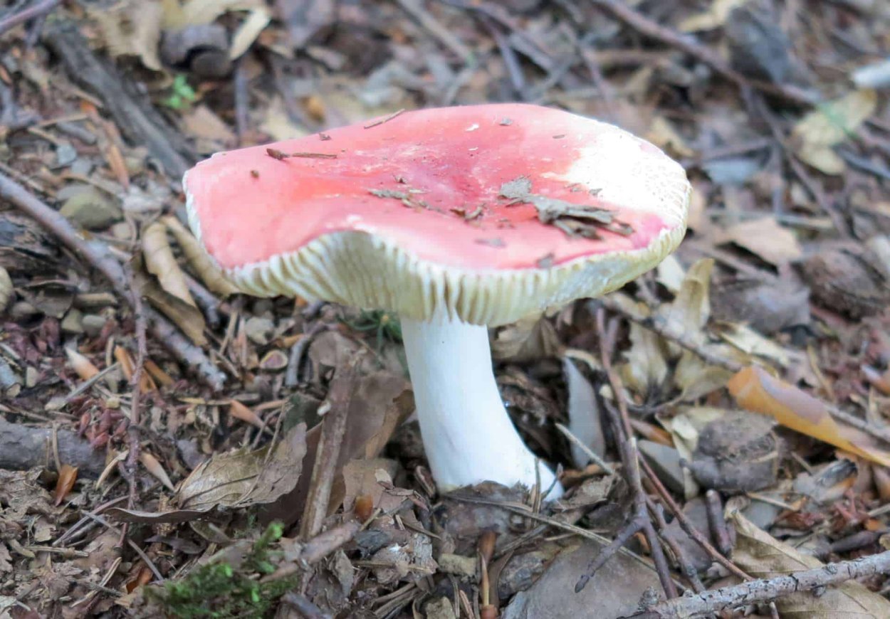 Гигроцибе киноварно-красная (Hygrocybe miniata)