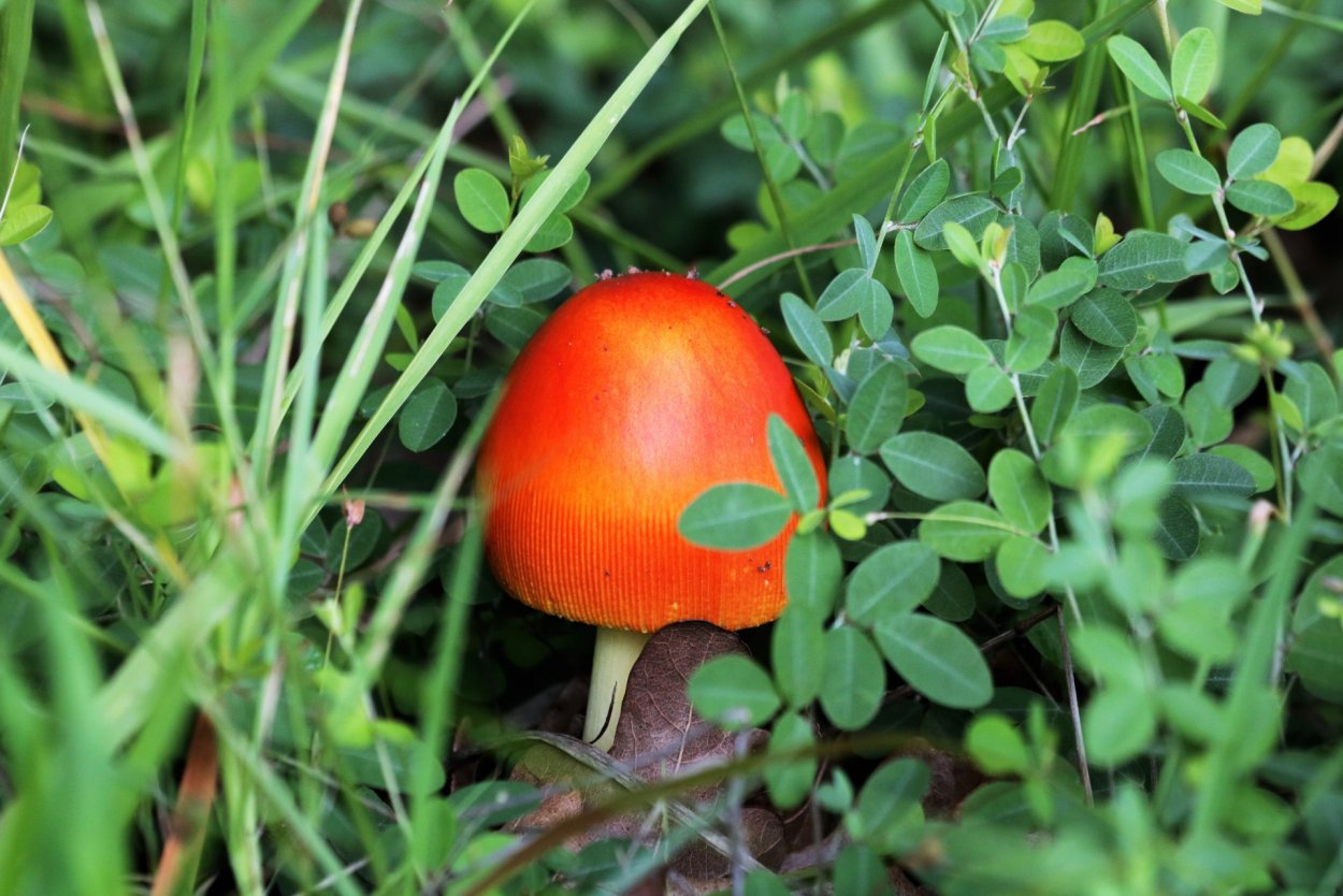 Гриб Amanita Jackson