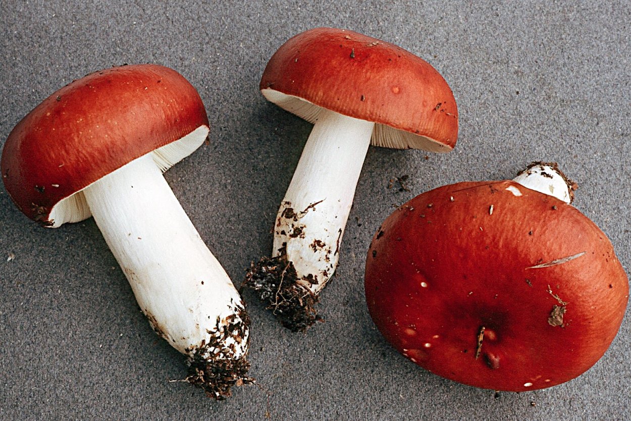 Моховик красный Xerocomus rubellus