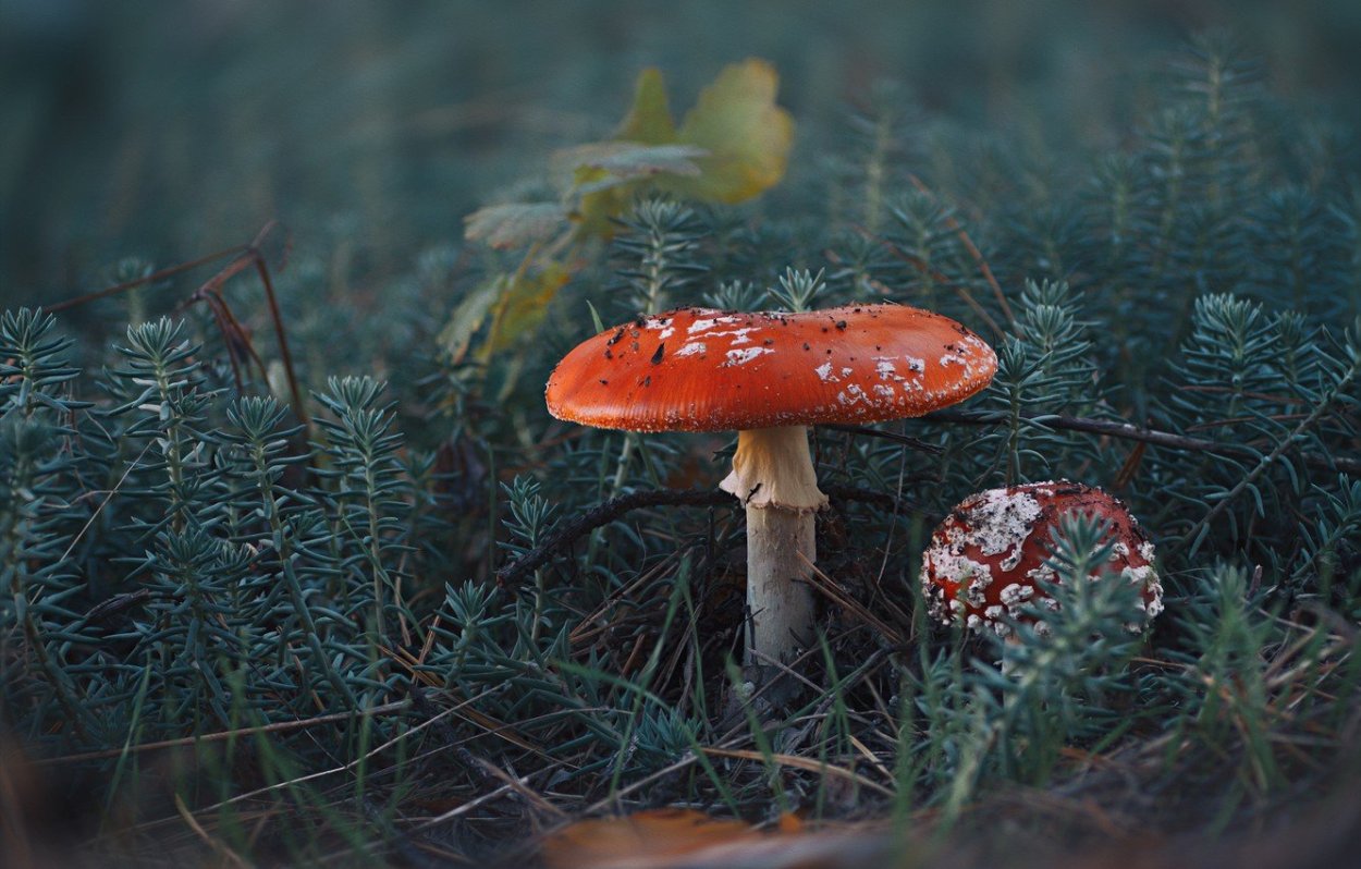 Мухомор красный красивый