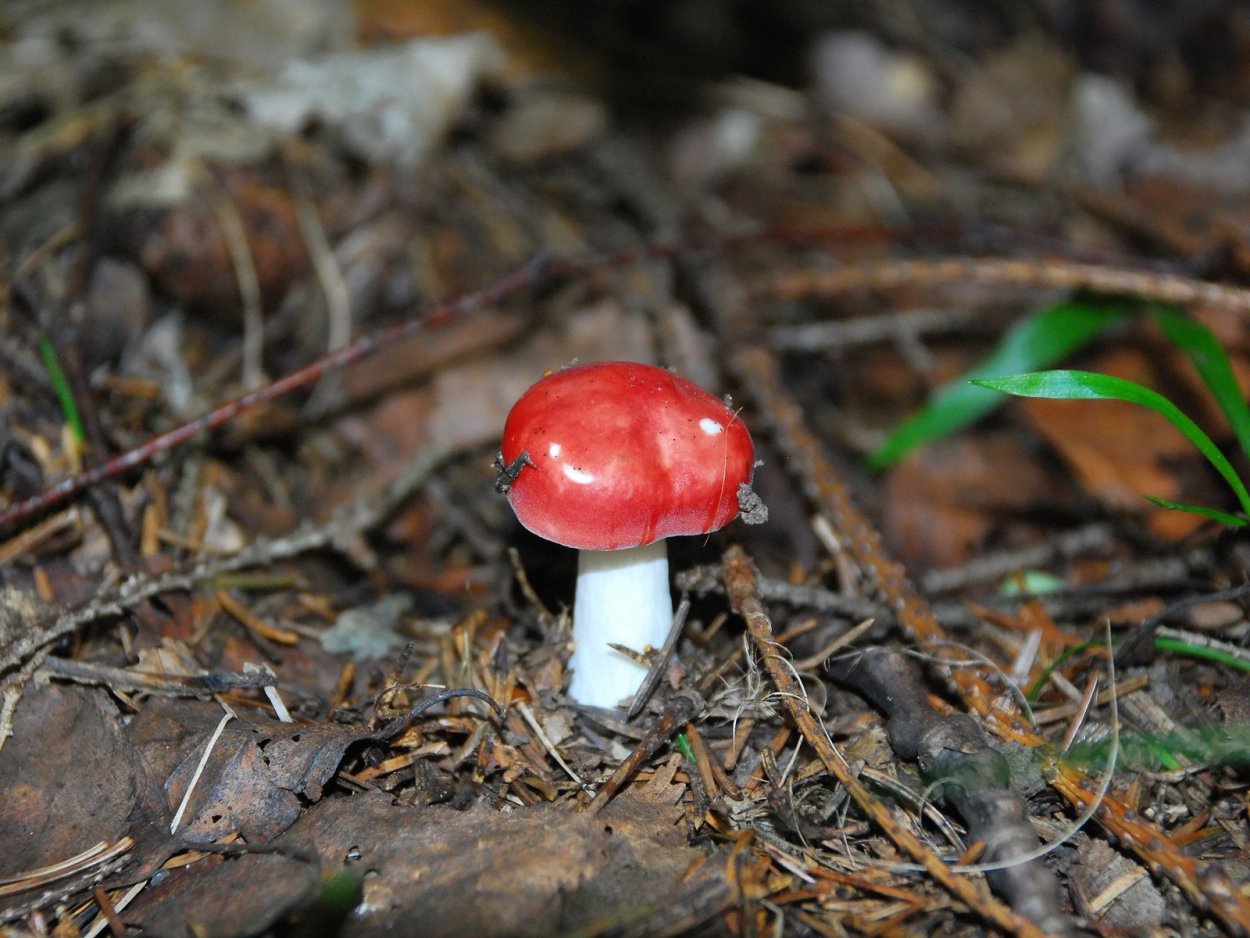 Мухомор Amanita muscaria