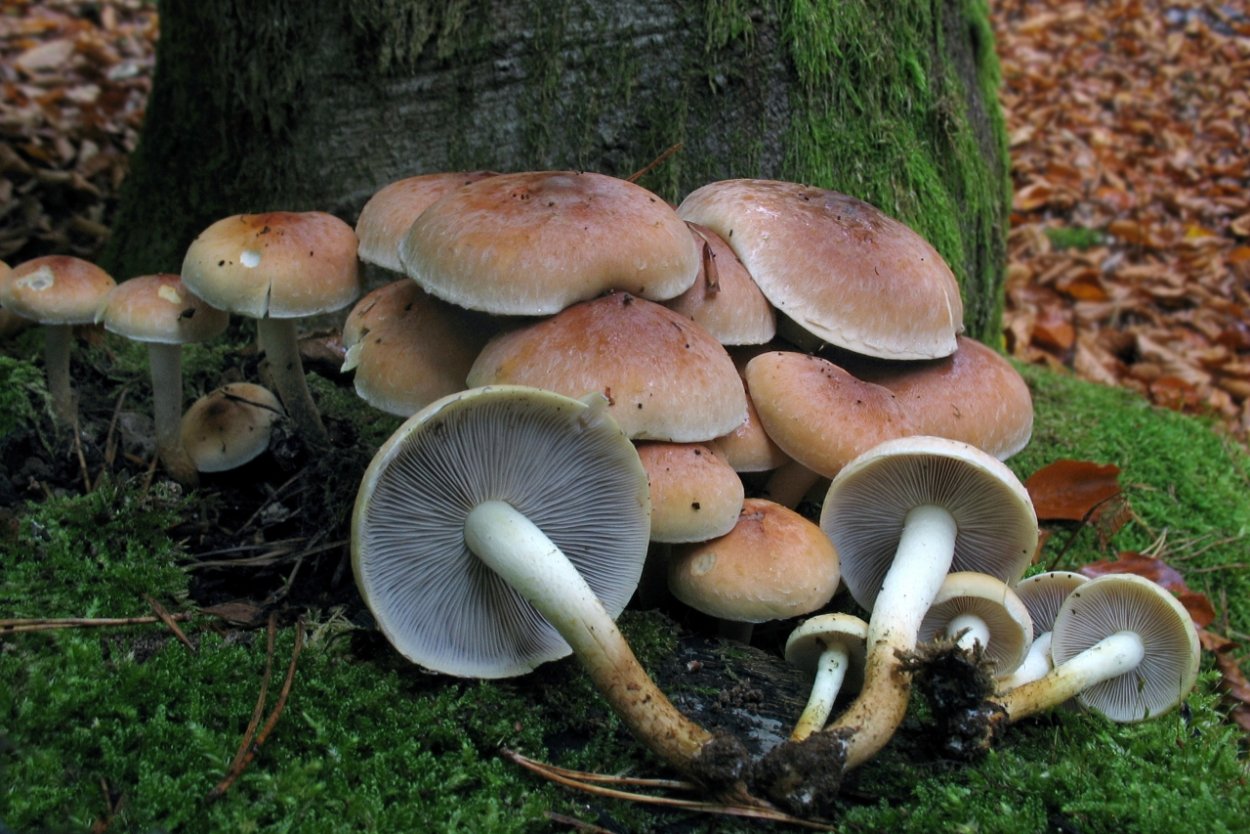 Опенок кирпично-красный Hypholoma lateritium
