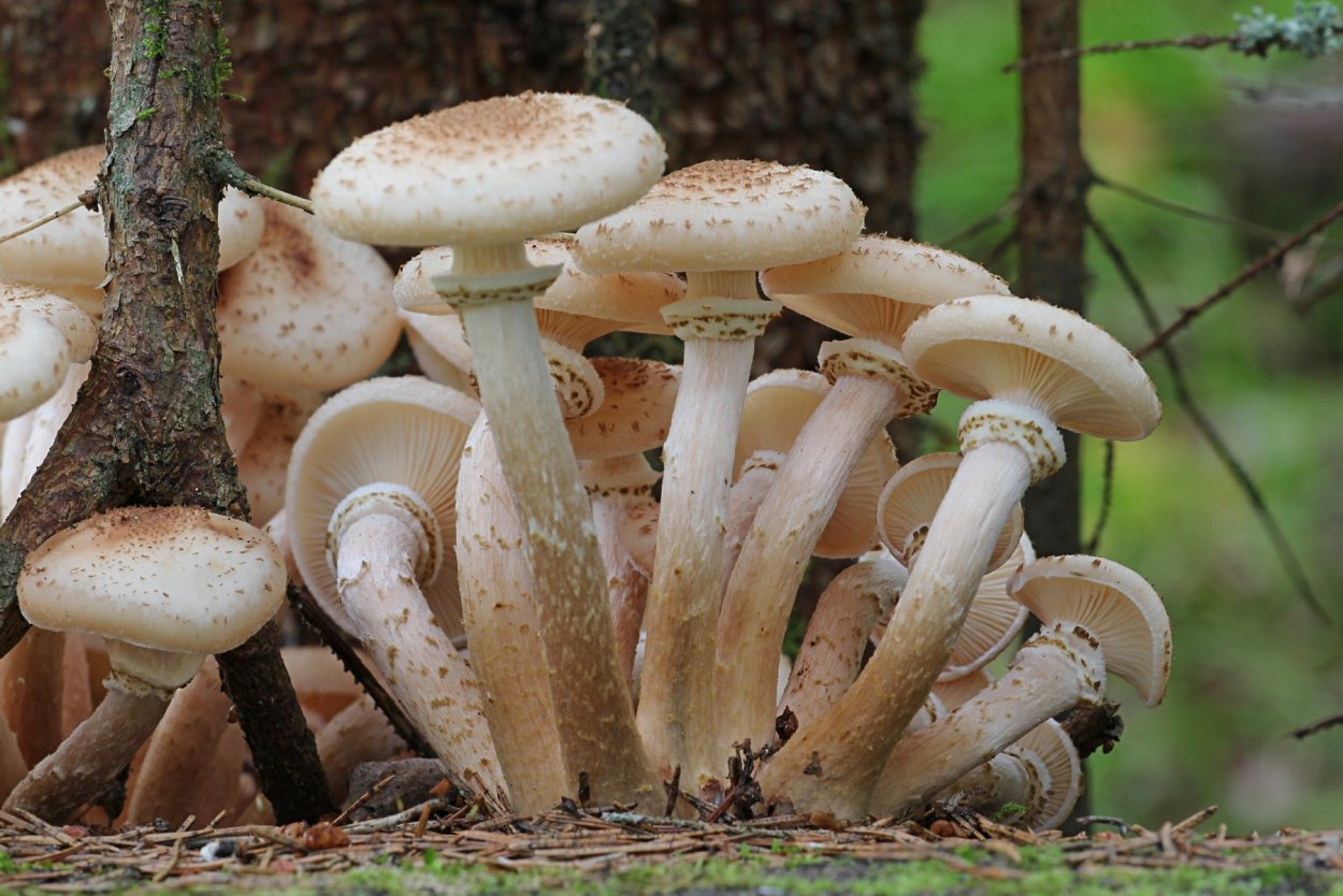 Опёнок осенний (Armillaria mellea)