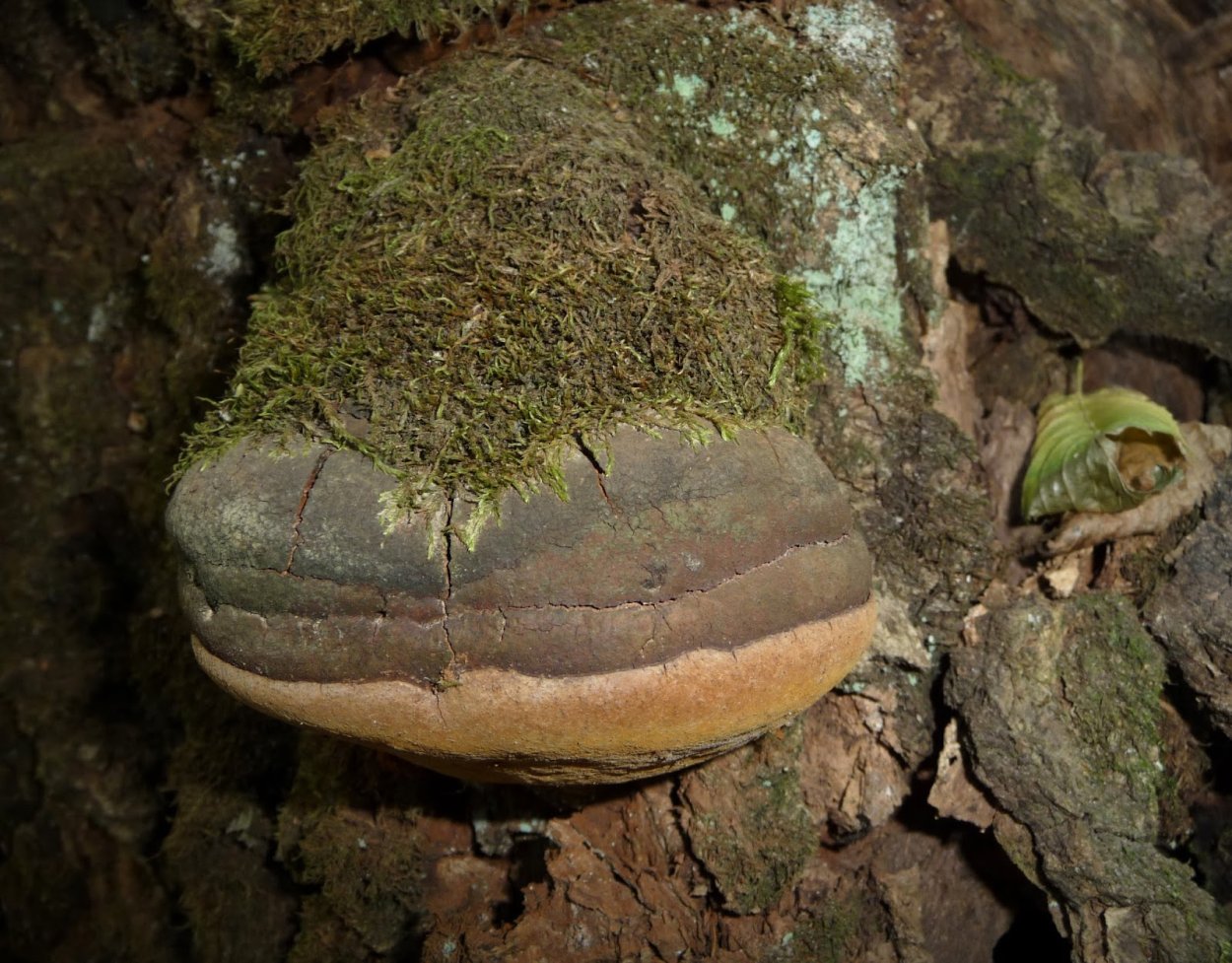 Грибы трутовики Phellinus igniarius