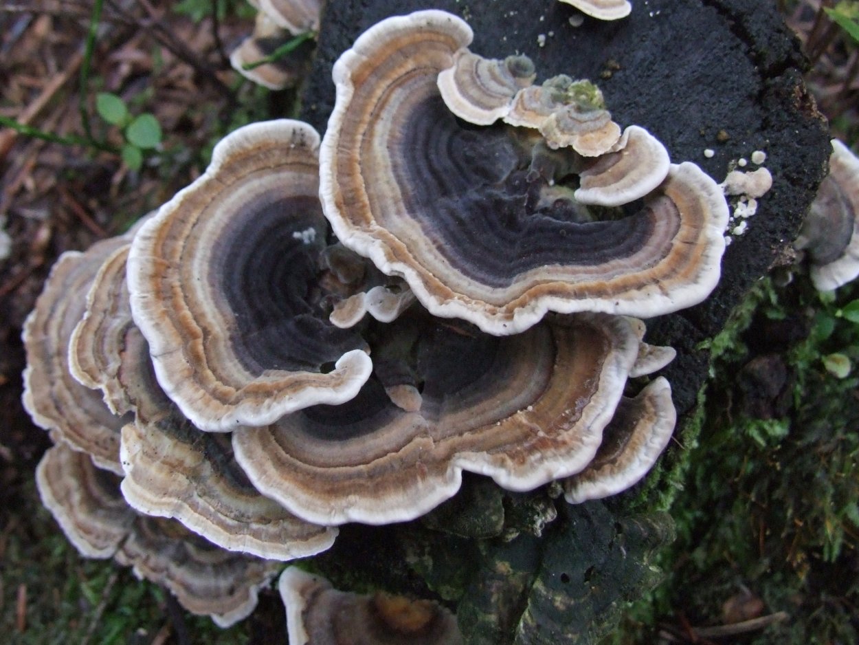 Траметес разноцветный (trametes versicolor)