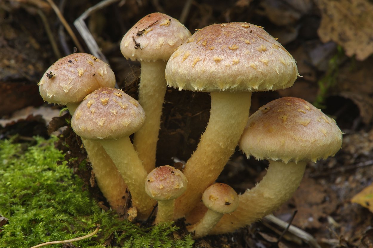 Опенок кирпично-красный Hypholoma lateritium