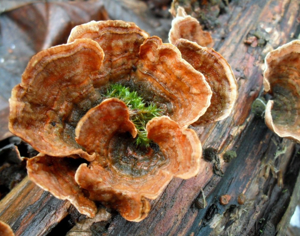 Stereum subtomentosum