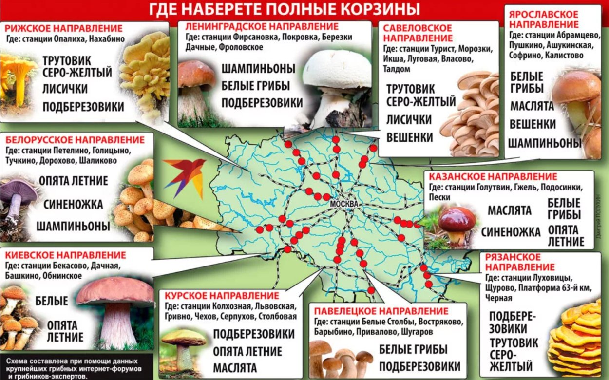 Карта белых грибов в Подмосковье 2022