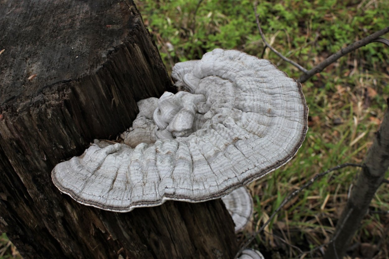 Трутовик плоский Ganoderma applanatum