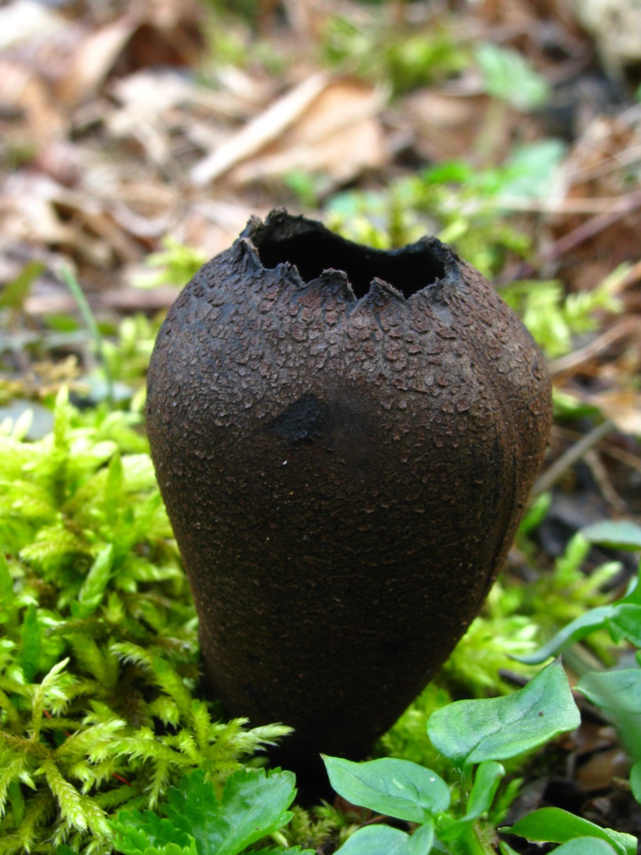 Urnula craterium