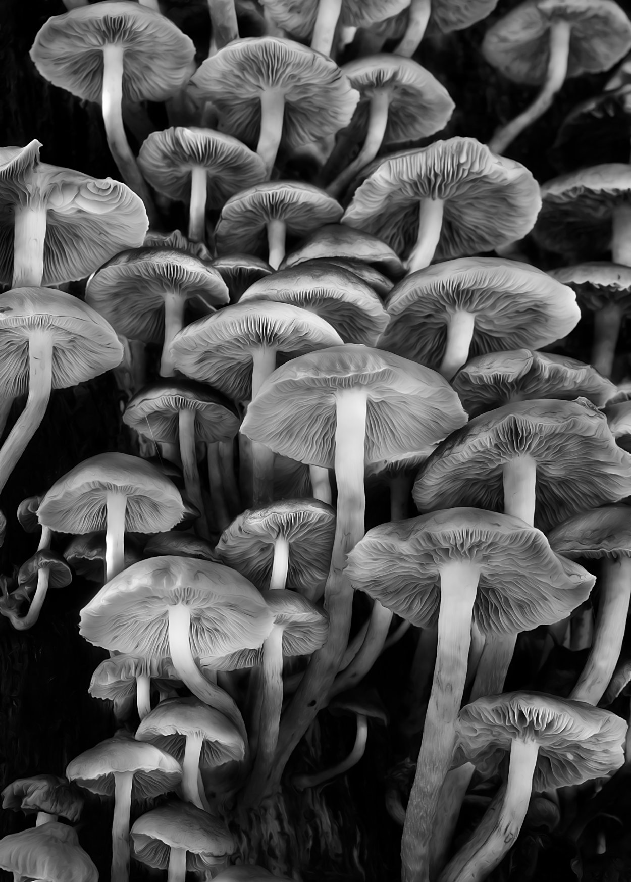 Грибы Black fungus