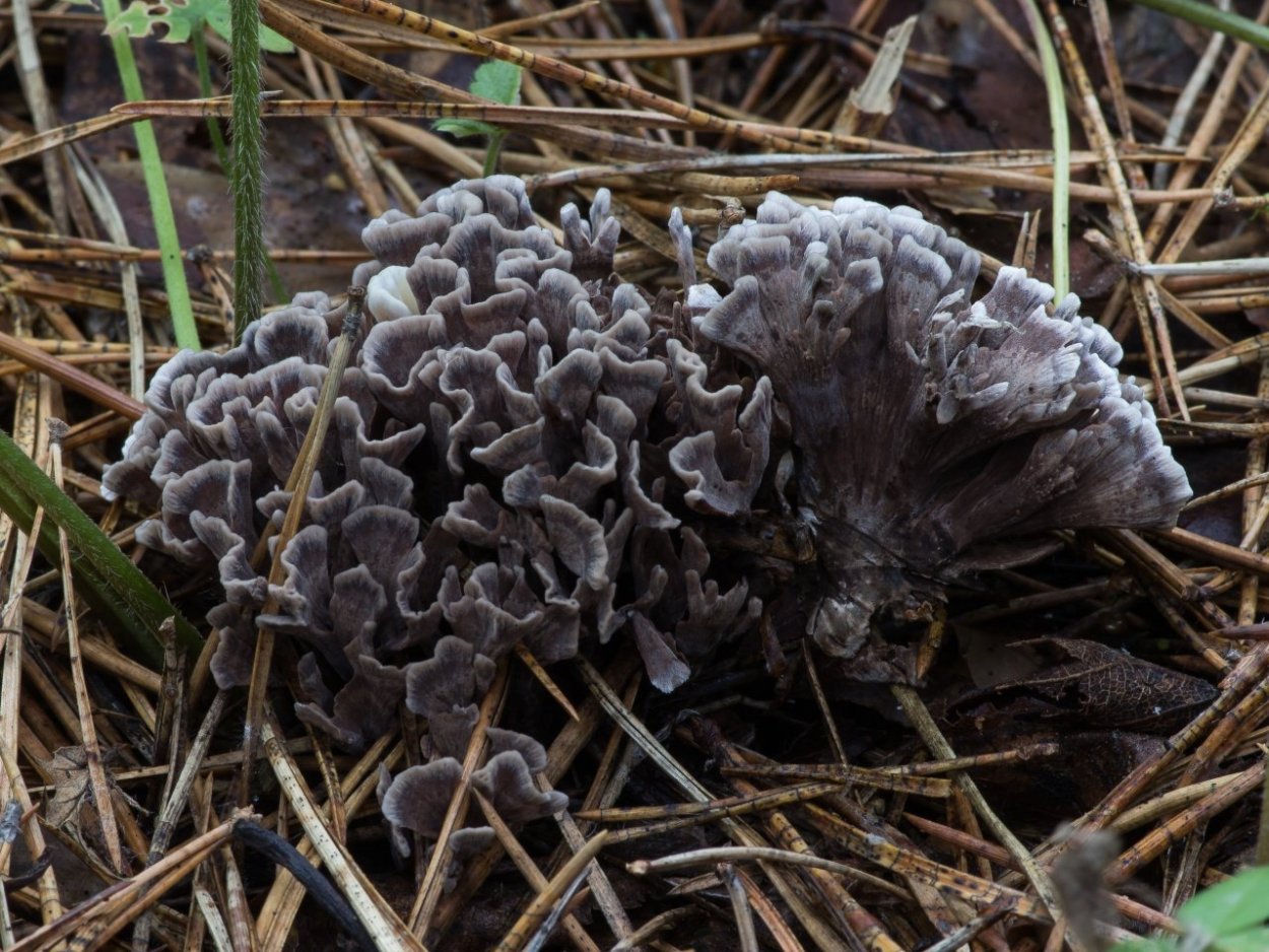 Thelephora palmata