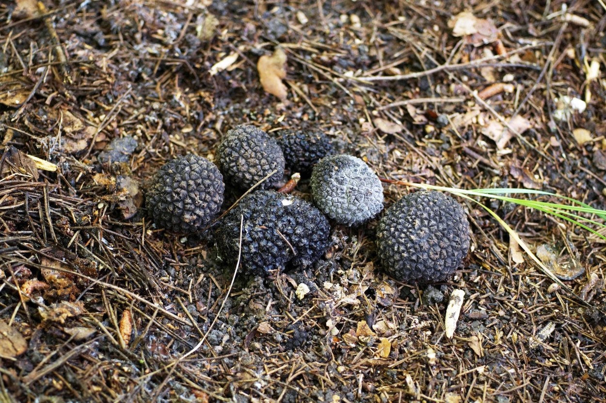 Трюфель чёрный летний (Tuber aestivum).
