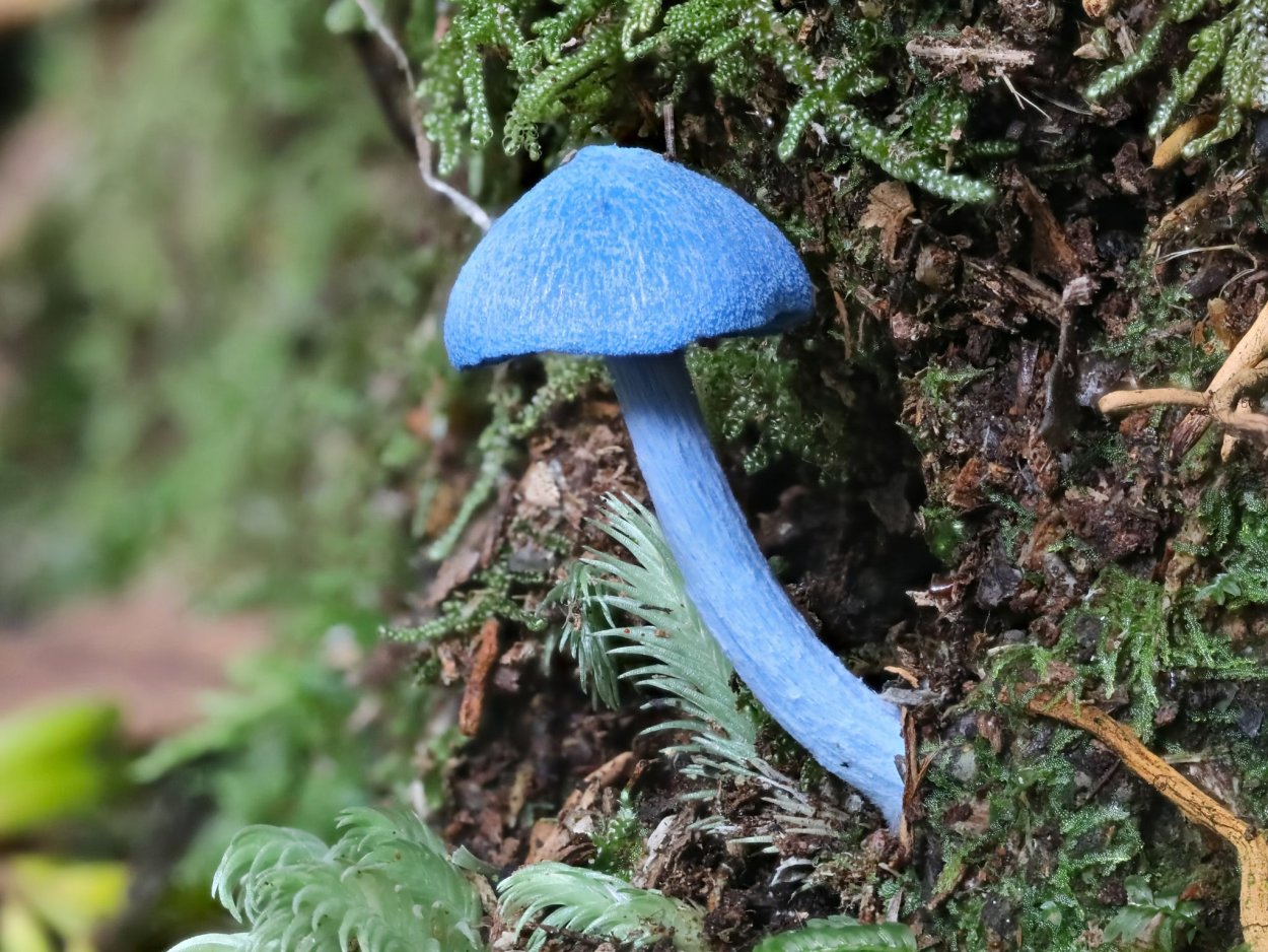 Гриб Entoloma hochstetteri