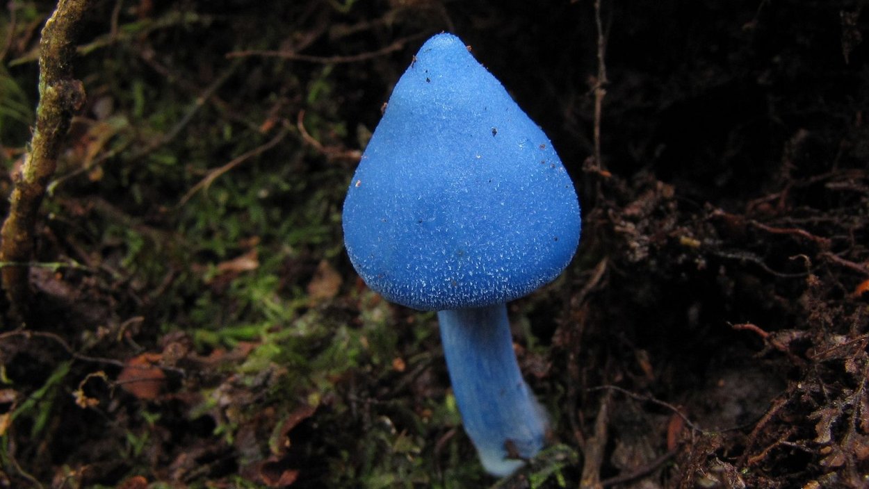 Голубой гриб Entoloma hochstetteri
