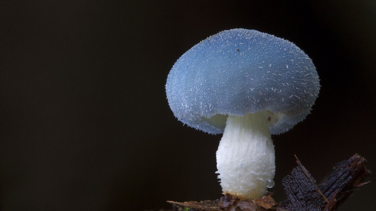 Лерациомицес (leratiomyces)
