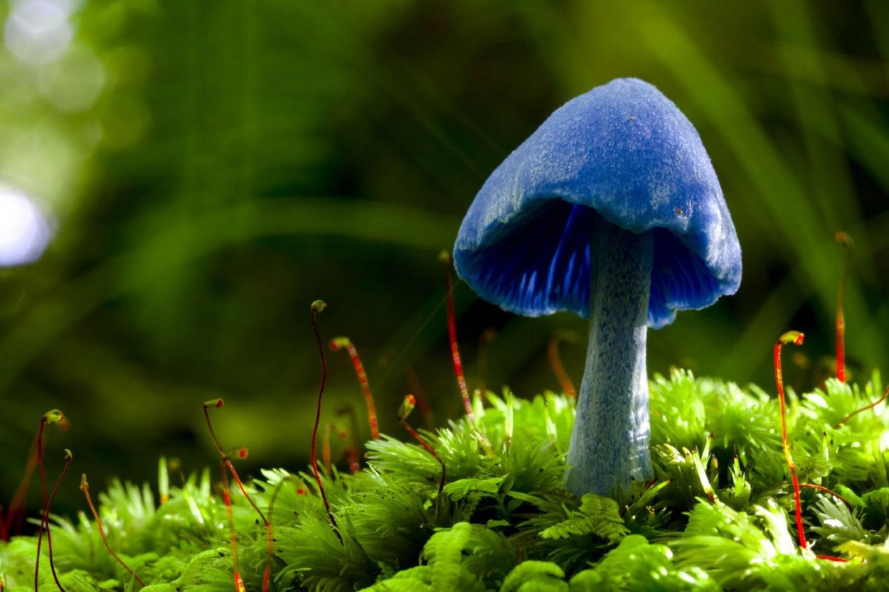 Голубой гриб Entoloma hochstetteri