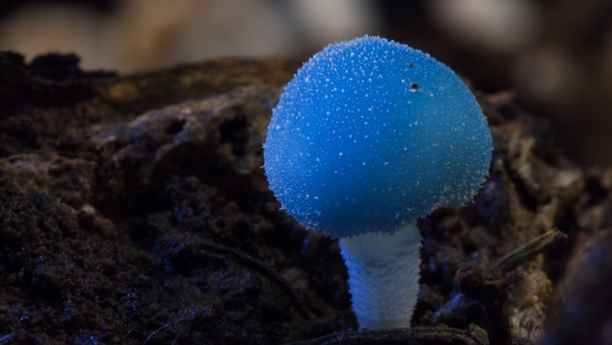 Fantastic fungi фильм
