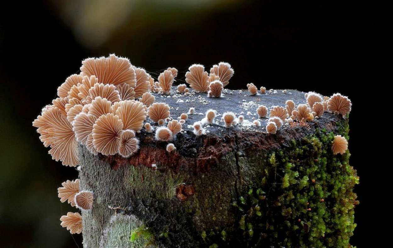 Щелелистник обыкновенный (Schizophyllum commune)