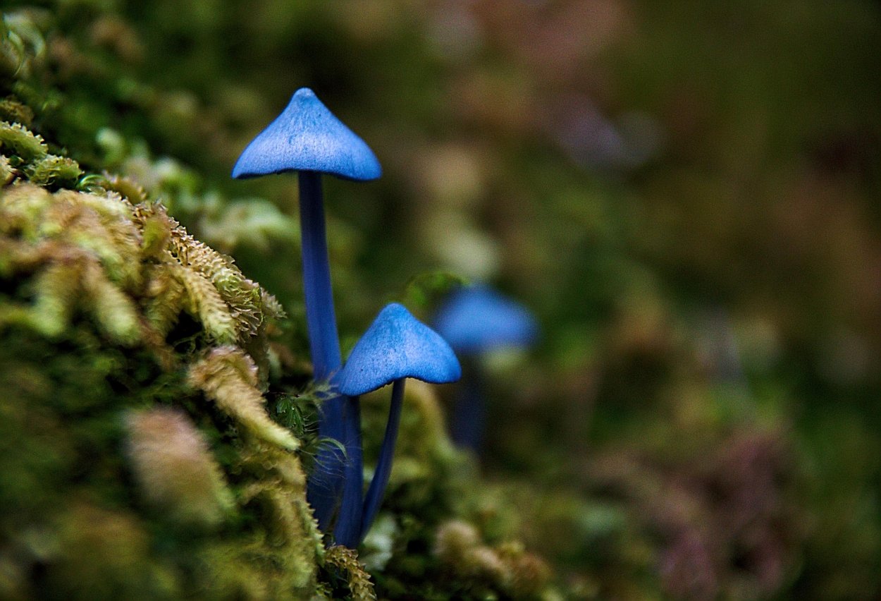 Синяя Энтолома Entoloma hochstetteri